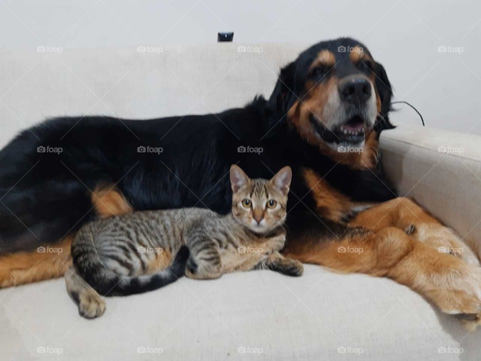dog+cat