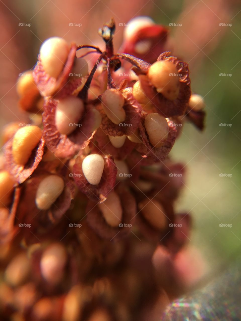 Seeds closeup at the sea