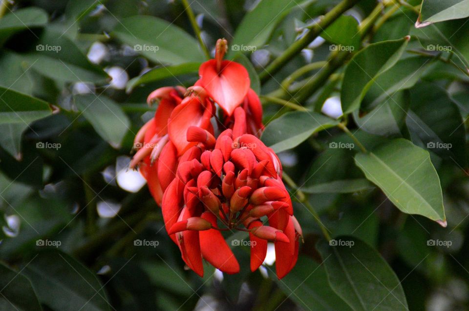 Beautiful flower red