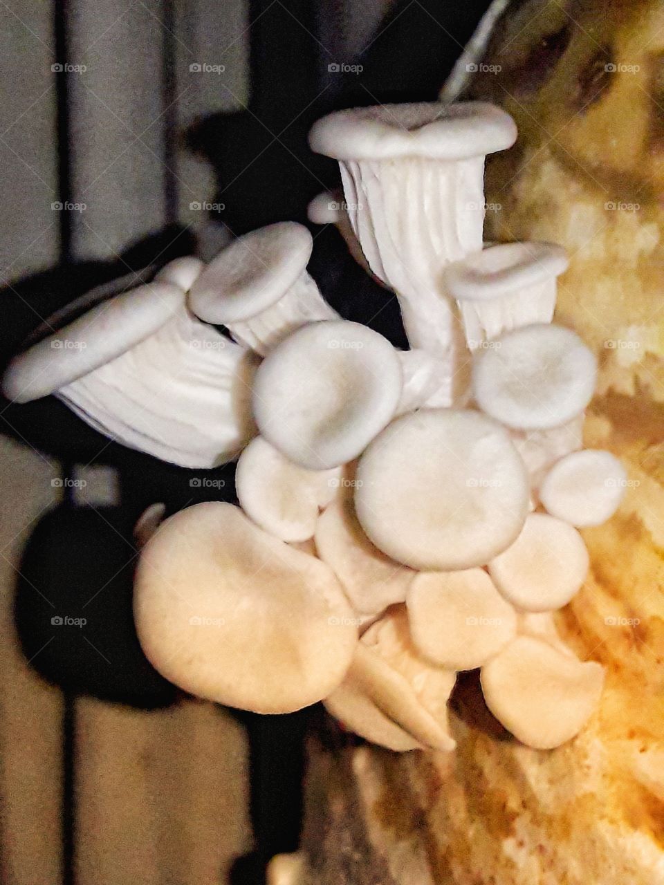 Nature of mushroom