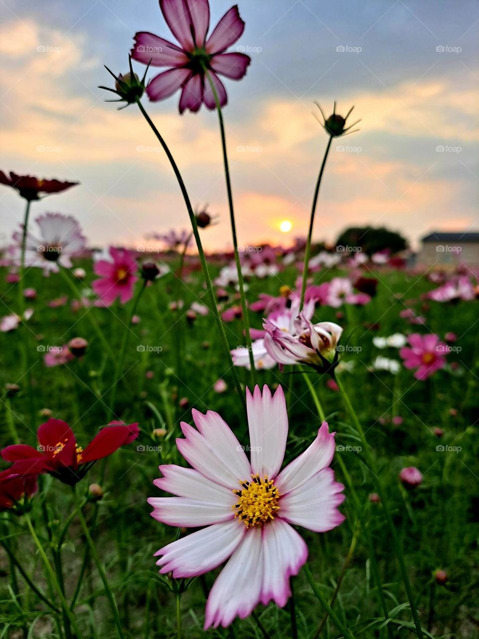 Beautiful flowers in bloom