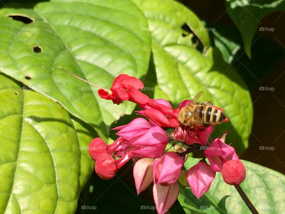 Bumblebee 