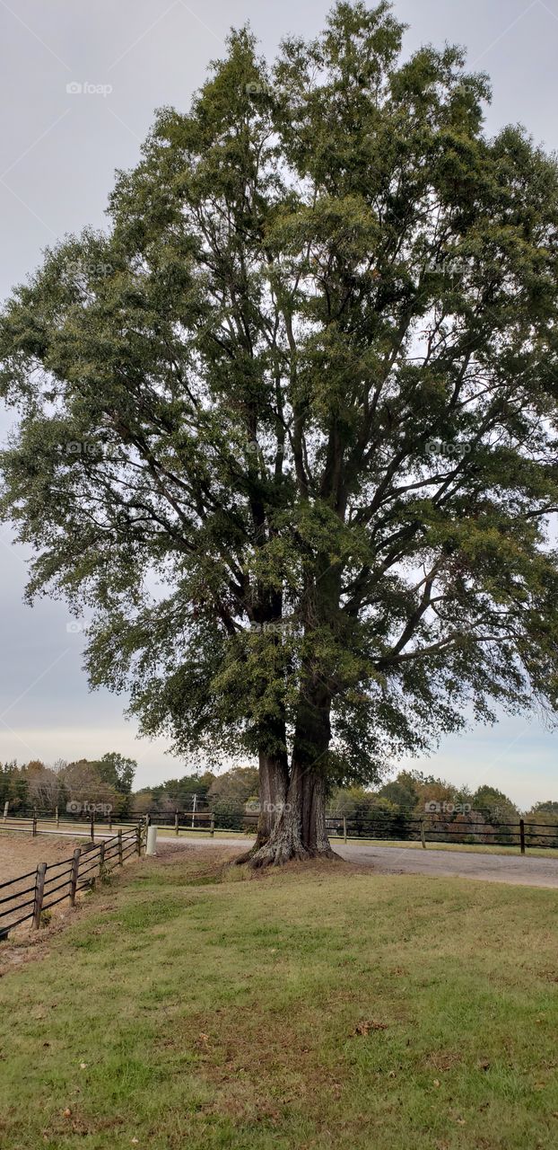 I just love this tree