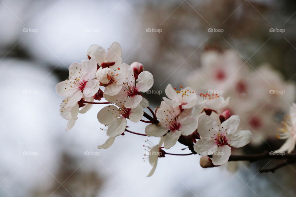 Apple blossoms zoomed in .. spring is in the air..