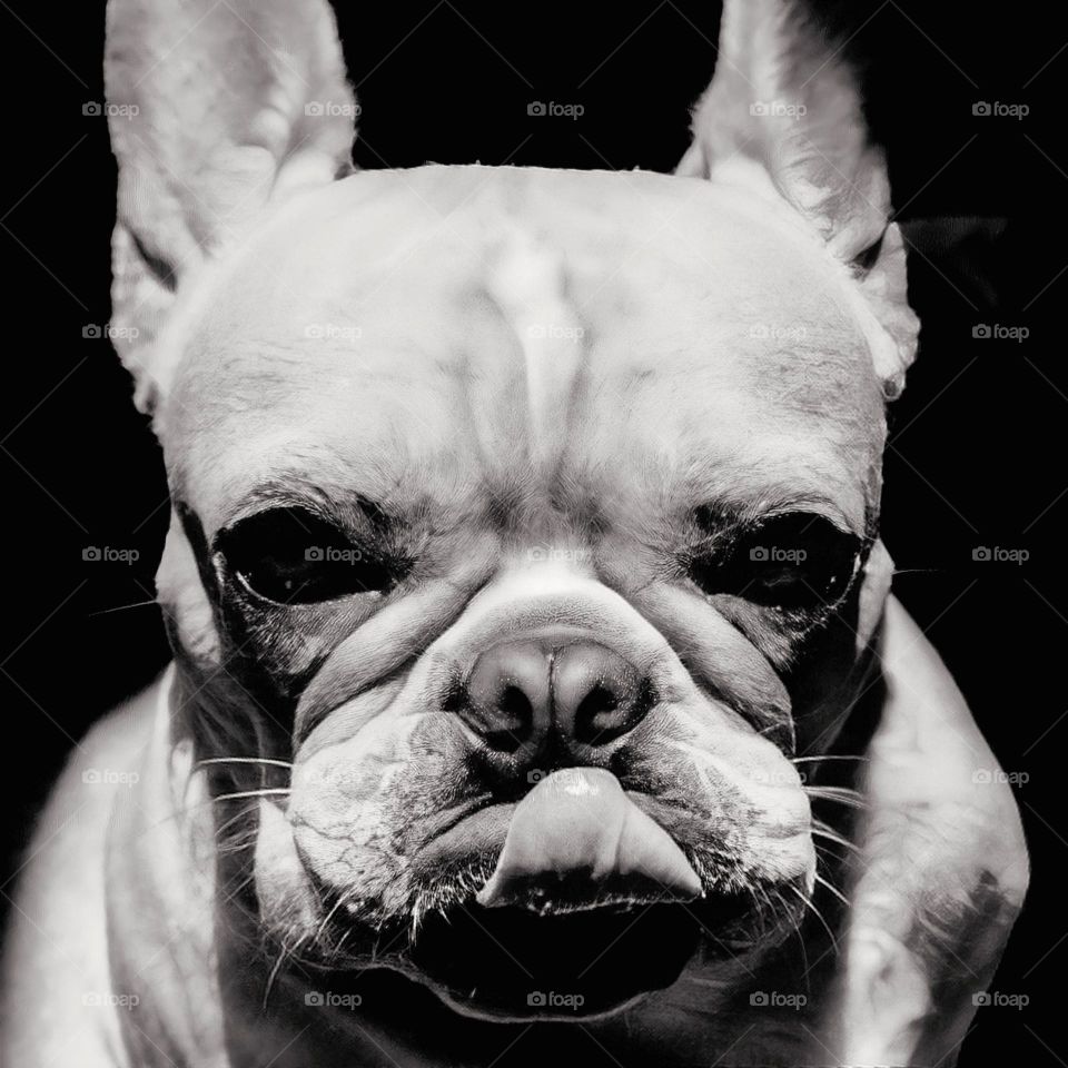 Close-up of a dog's face looking at the camera with its tongue sticking out