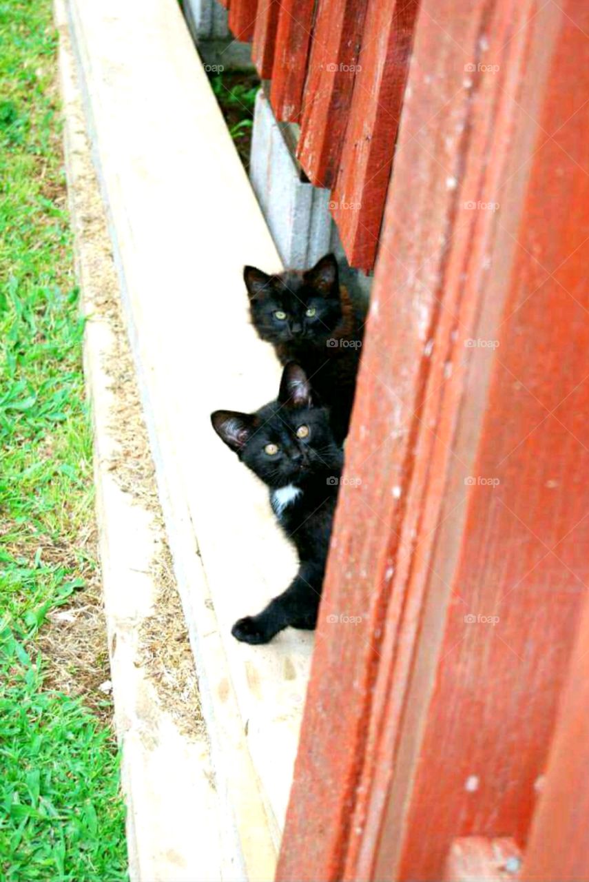 two black kittens