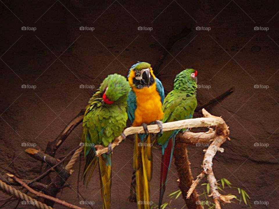 Tress parrots