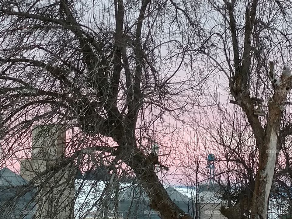 pink sunset through a tree