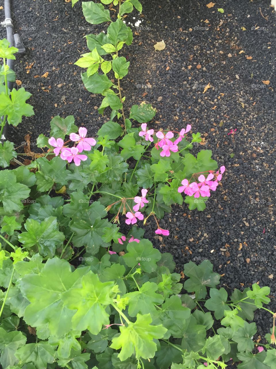 Flor 🌺 de Lanzarote Islas Canarias 