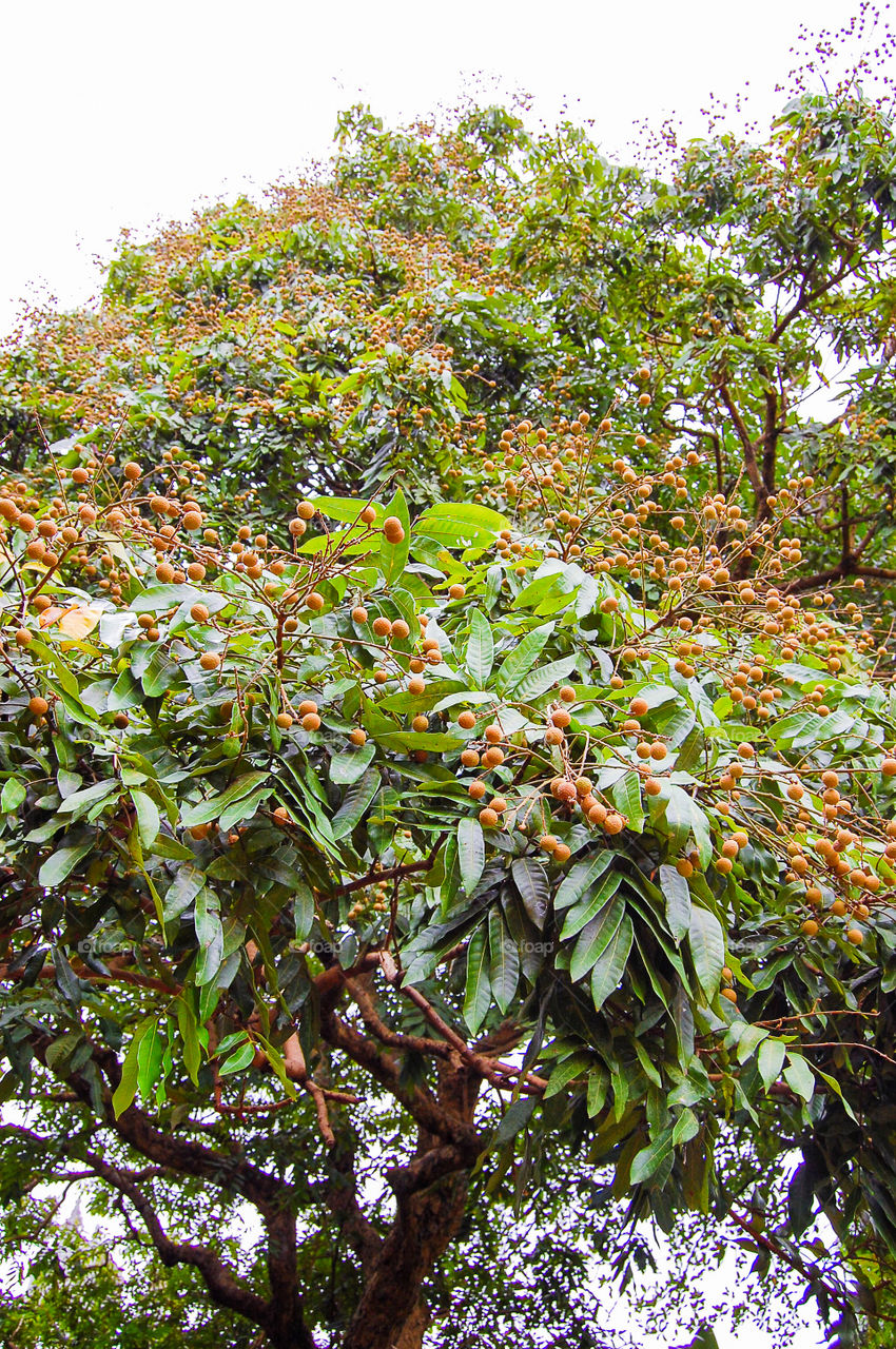 Longan tree