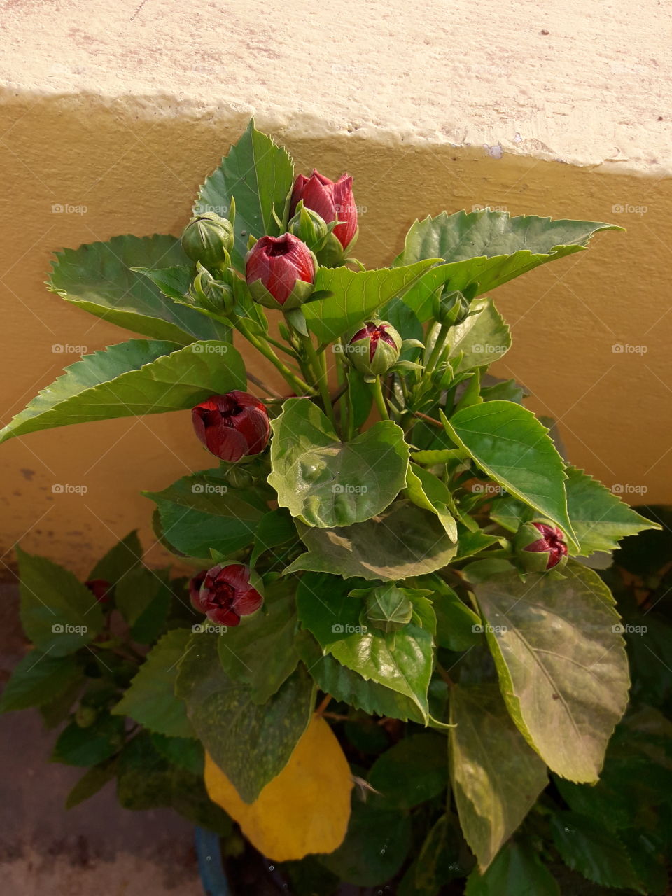 beautiful red hibiscus buds