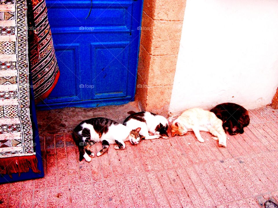 Cats having an afternoon nap 