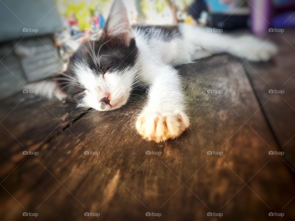 collection of cute and adorable cats