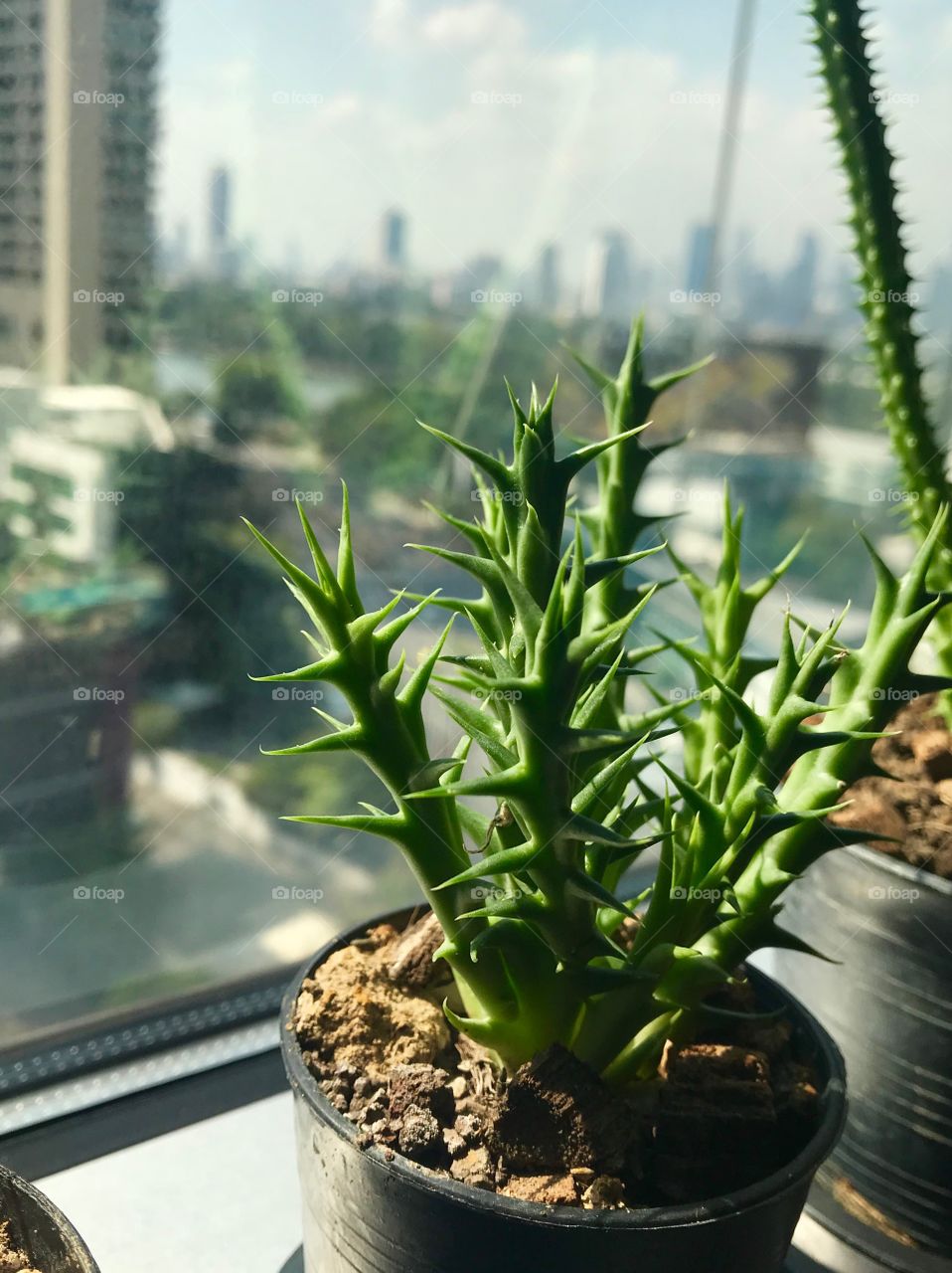 Just small plant to make life in box is alive