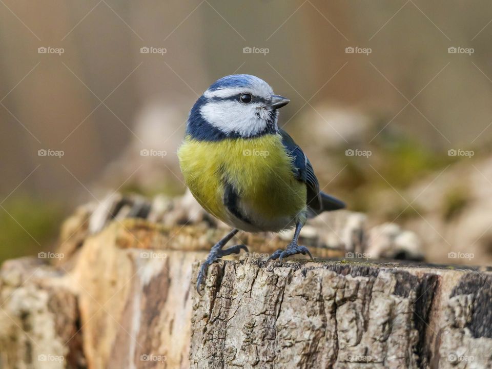 Bluetit bird close-up in a forest