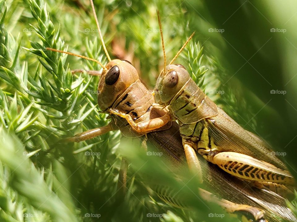 Mating grasshoppers