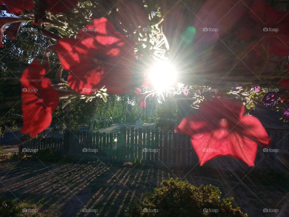 hanging basket. flowers