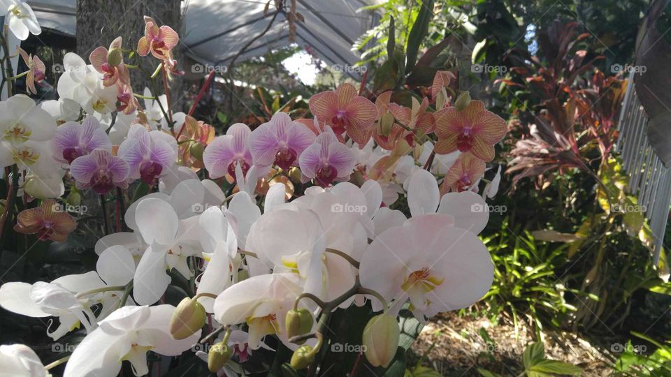orchids everwhere