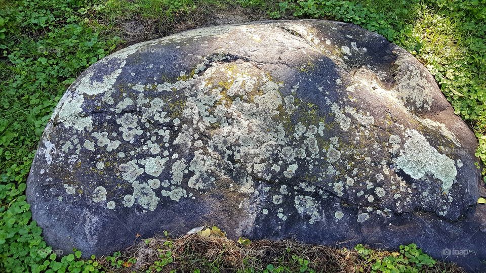picture of a rock with different-colored mosses