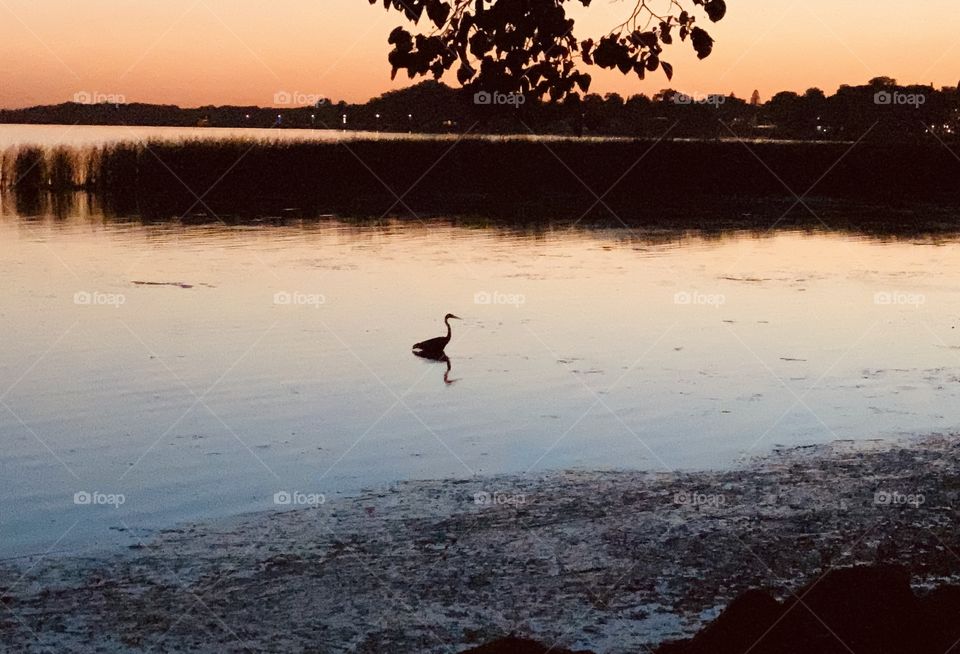 Gorgeous crane perched in water at sun down with gorgeous sky in background! 