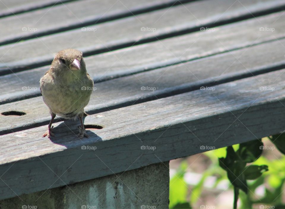 Sparrow on slatted wooden bench 