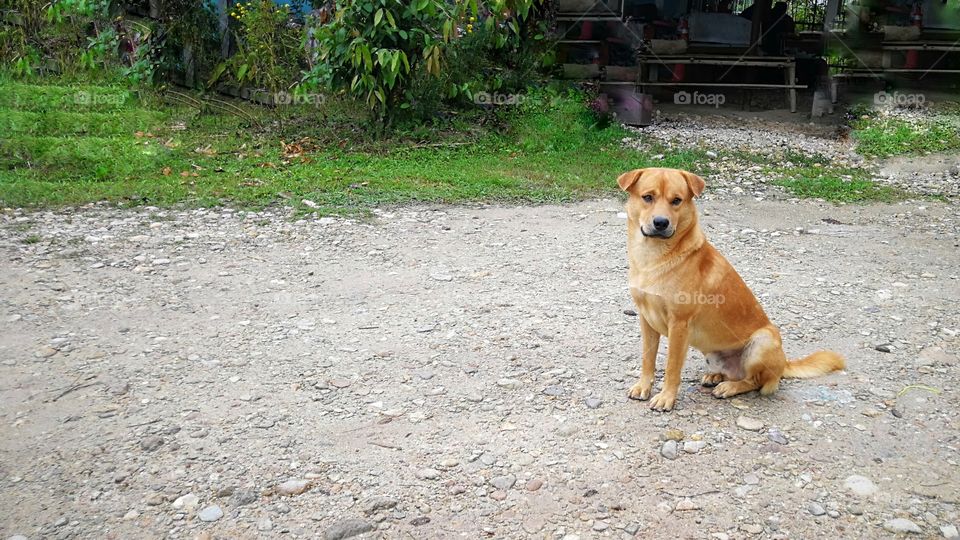 brown dog