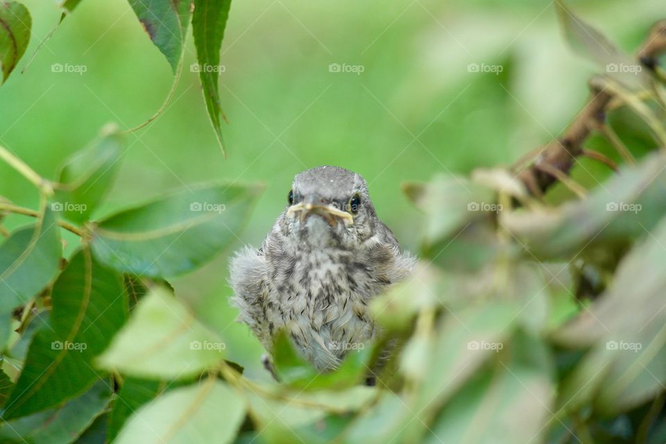 Baby mockingbird 