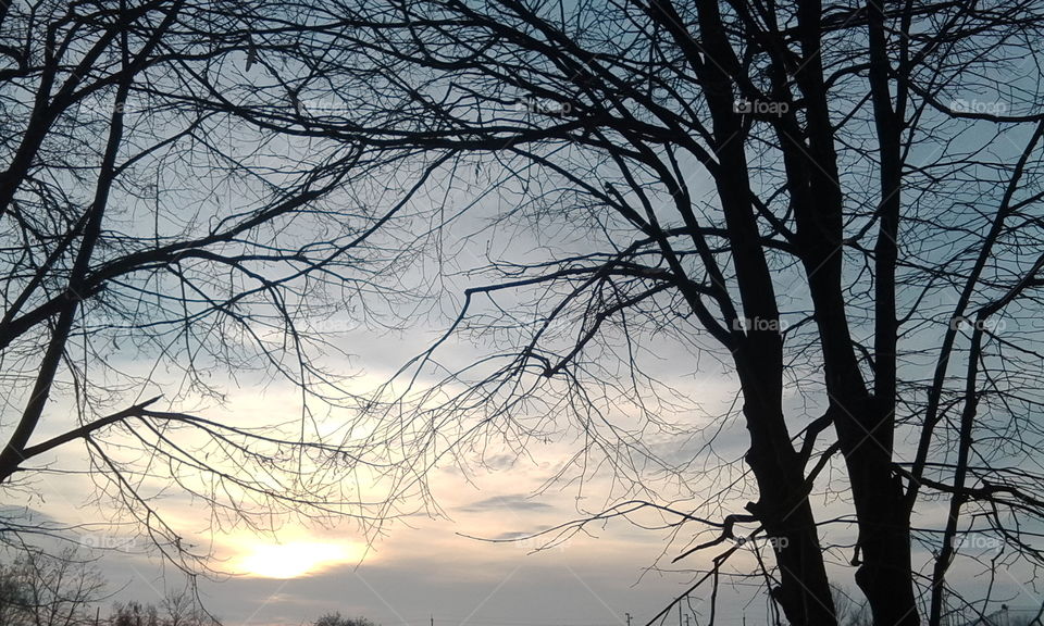 sunset, sun, sky, tree, nature, spring, summer