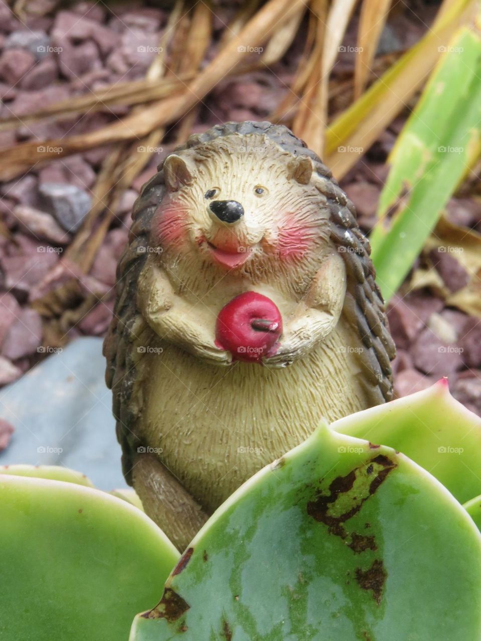 A hedgehog in the garden