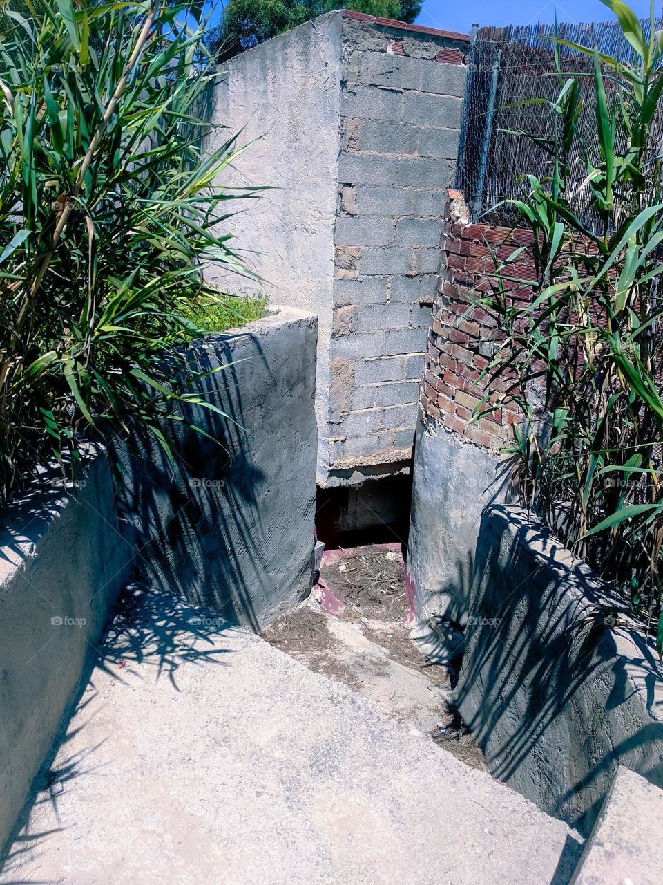 water drainage channel and reeds