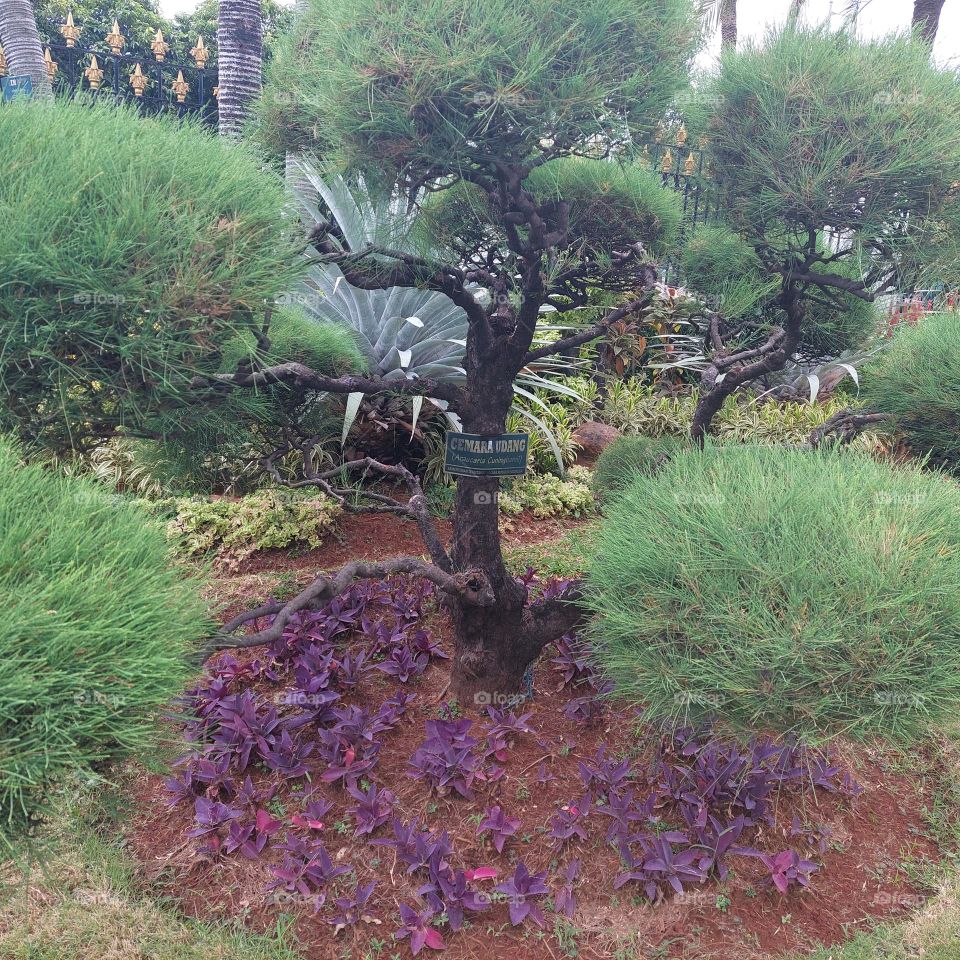 well maintained fir in the garden