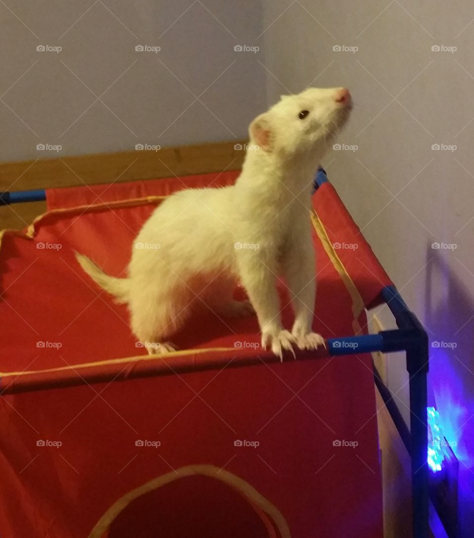 This is Monkey he's our deaf ferret but he doesn't let that bother his beautiful soul.