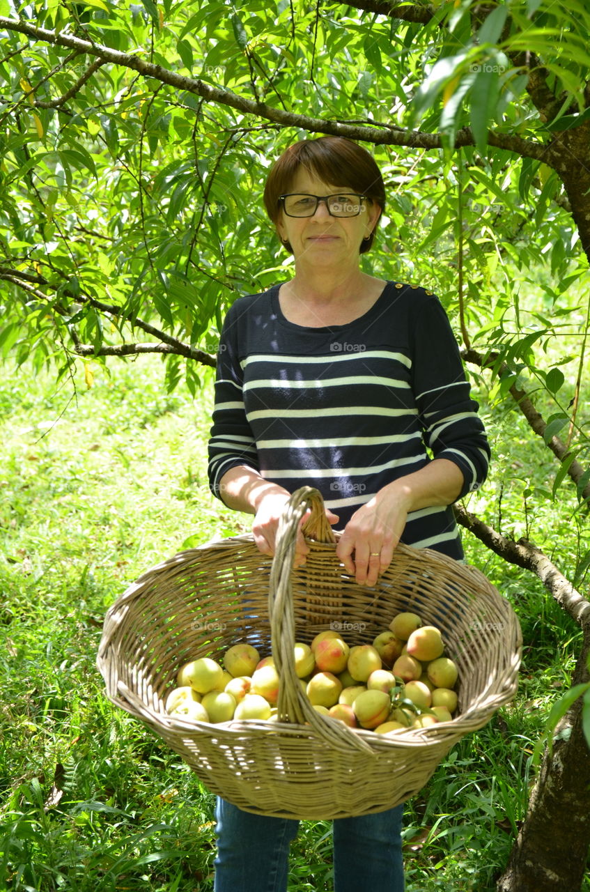 Gathering peachs