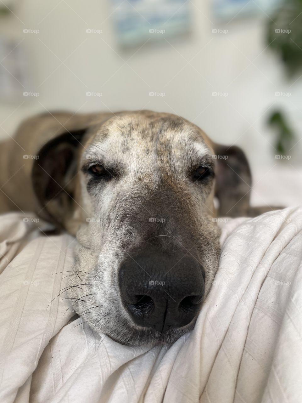 Big Nose Closeup of Great Dane