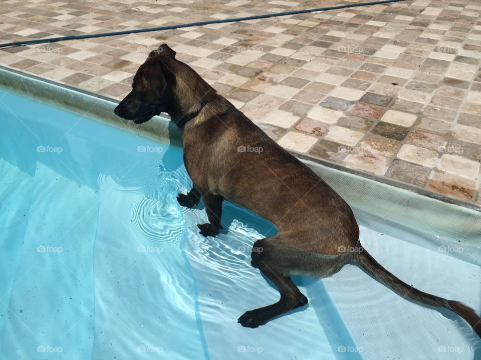 Dog inside swimming pool 