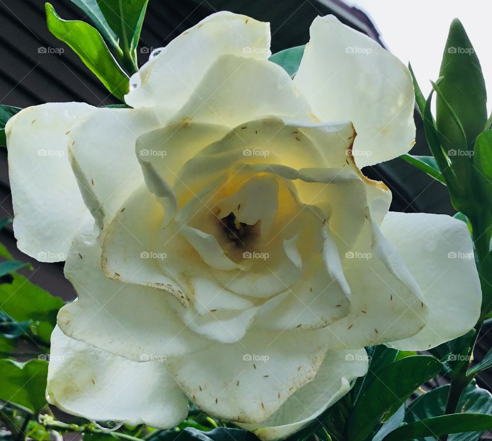 A beautiful Gardenia flower of South Georgia with nasty little brown bugs sprinkled on it. 
