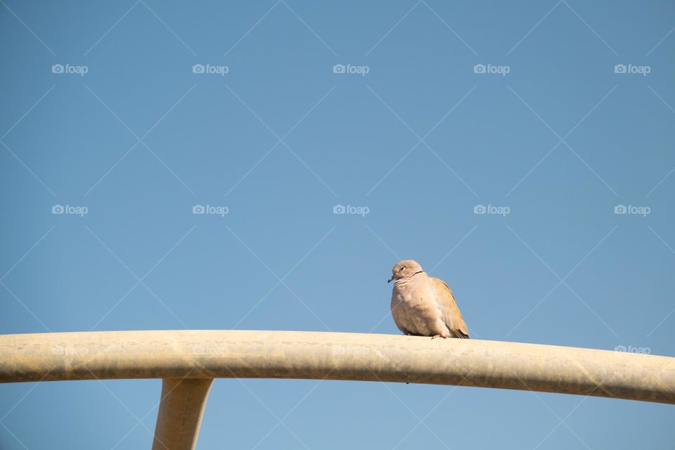 bird on a perch