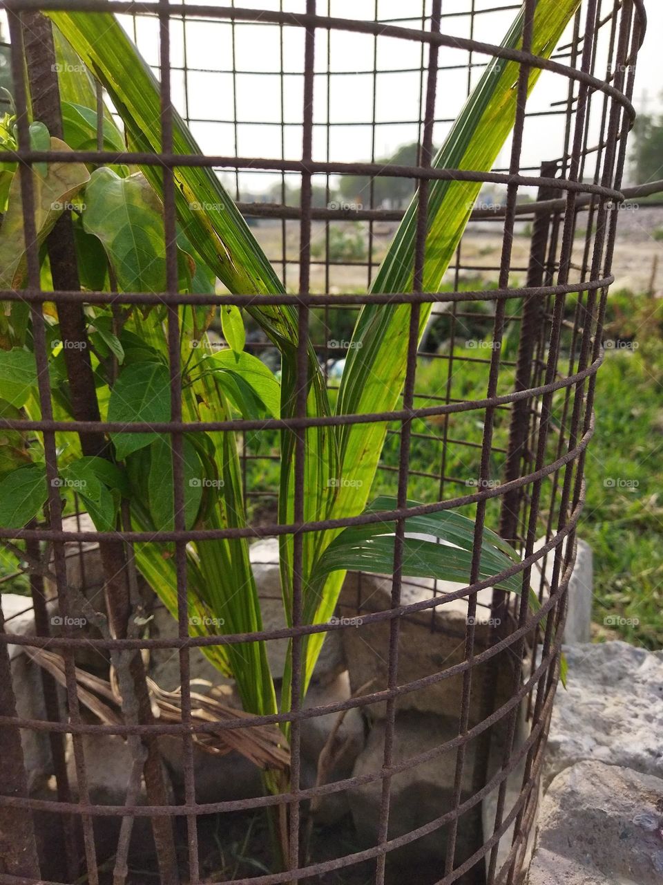 🌱🌱plants🌱🌱