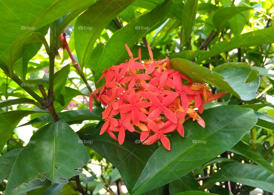 Red flower on the park