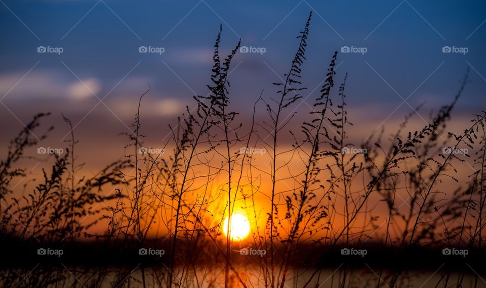 Sunset at dramatic sky and plants