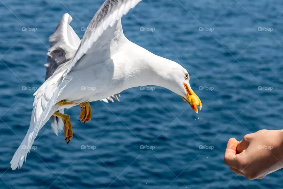 let's fly
