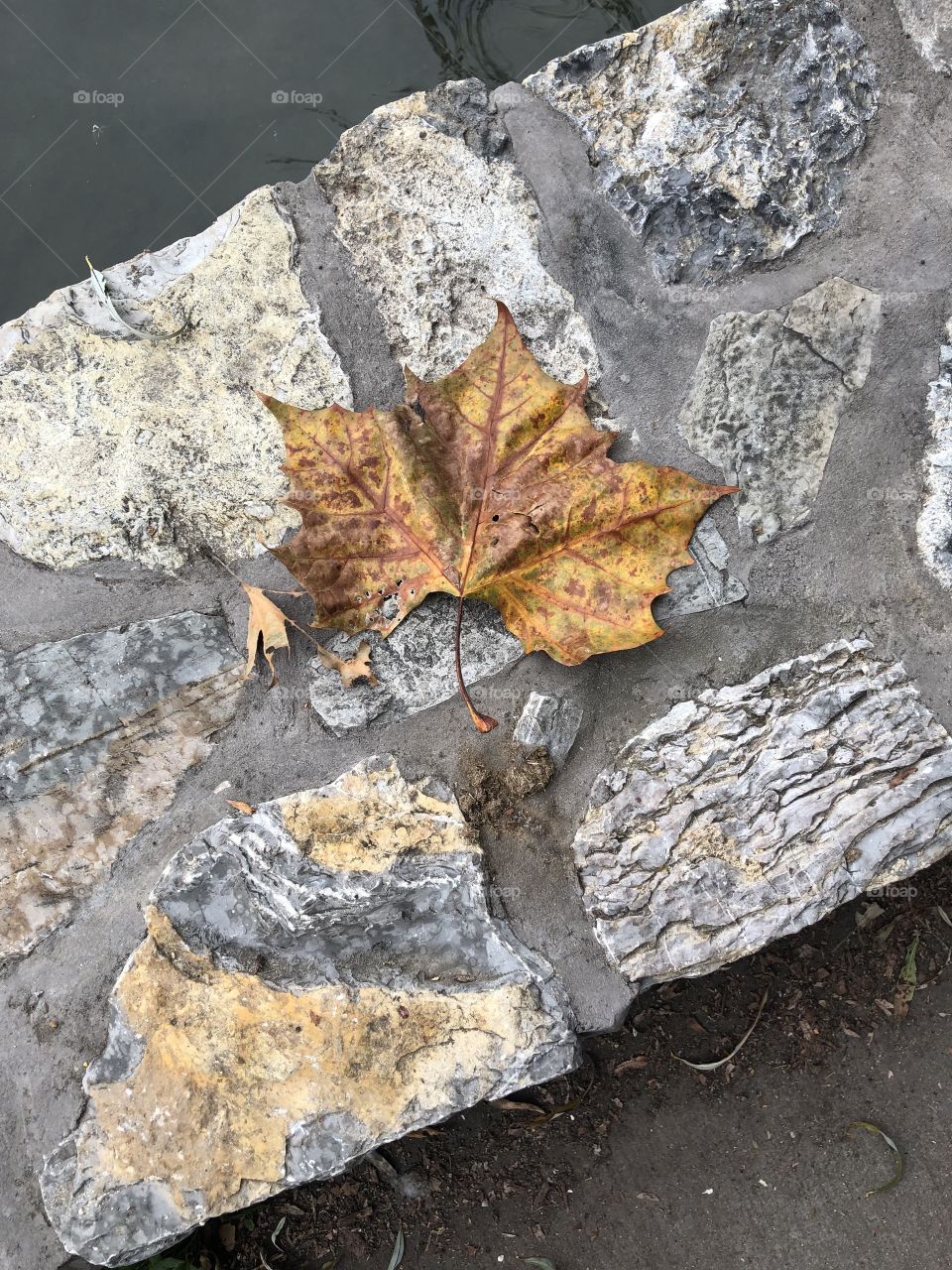 Beautiful fall leaf on a stone walkway 🍁