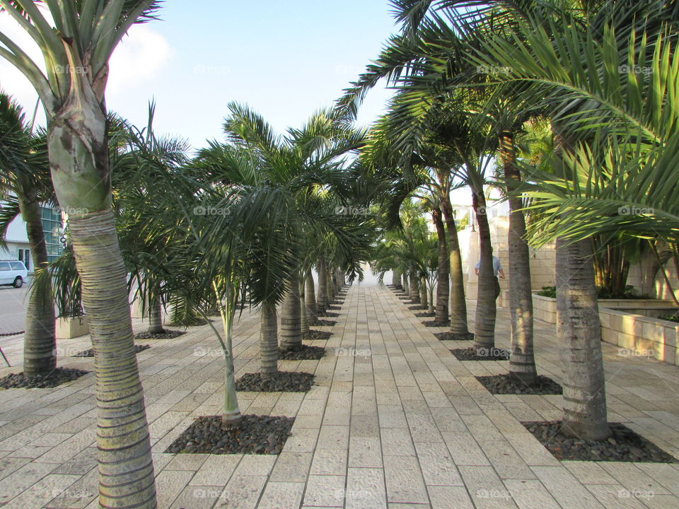 Palms alogn the street in Miami