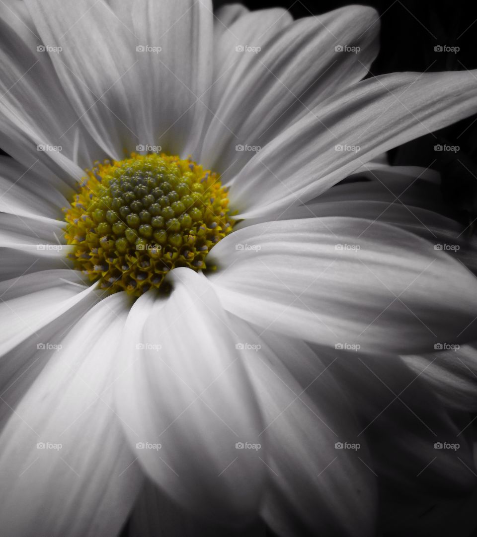 White macro flower 2. A macro color splash shot of a white daisey