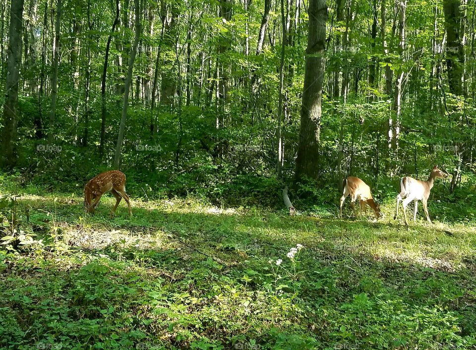 deer and her 2 fawn at Keystone Park