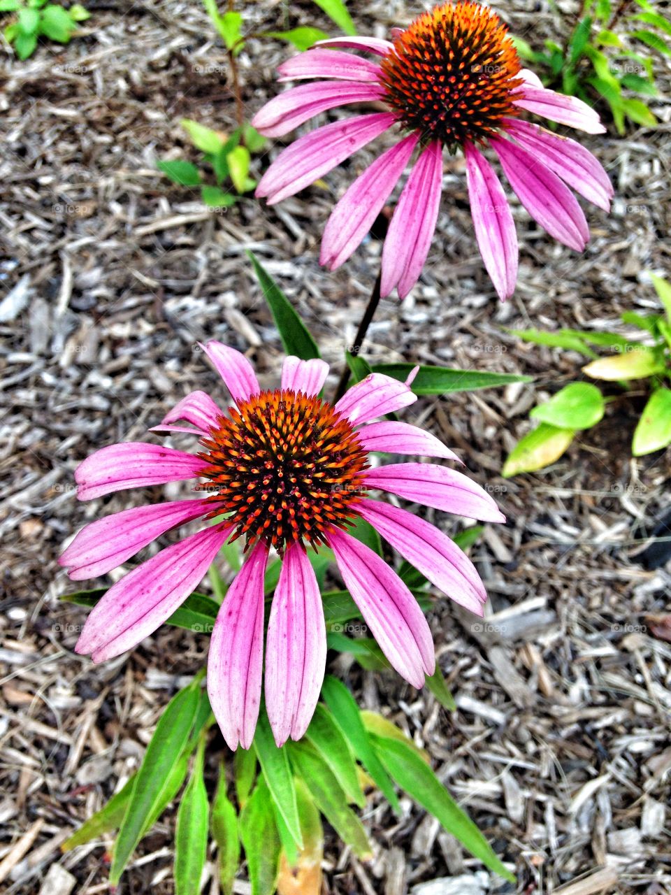 Colors of spring. Purple coneflowers
