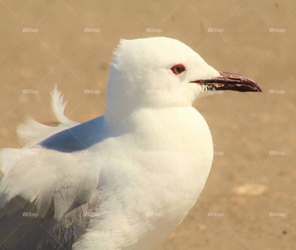 A red beaked white seagull idling on the beach while sunbathing.