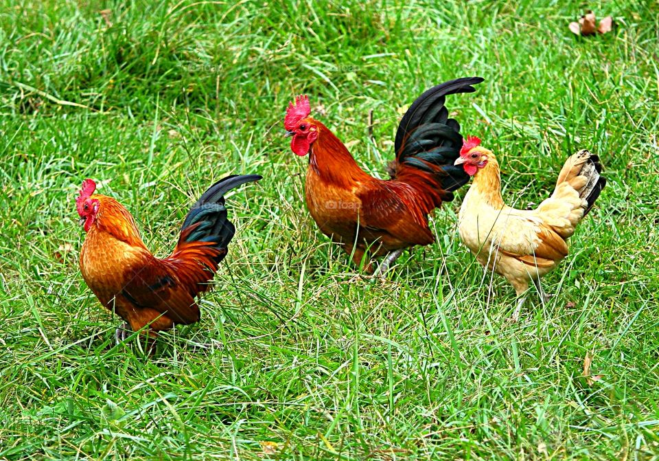 Capim Verde Galos Galinha