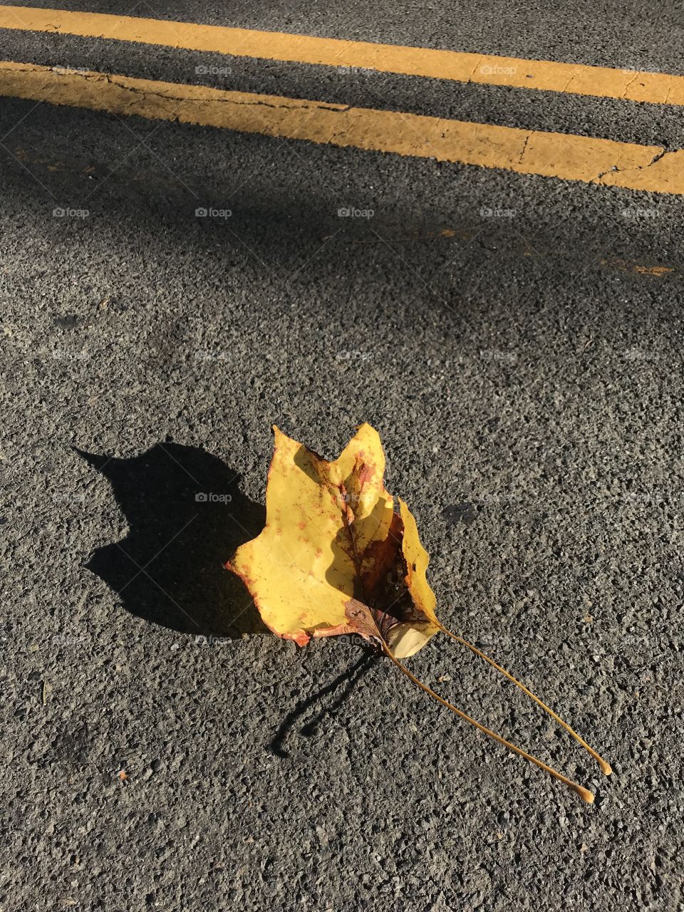 First autumn leaf falling on the road ... Maryland colors of the Fall - literary fallen leaf :-)