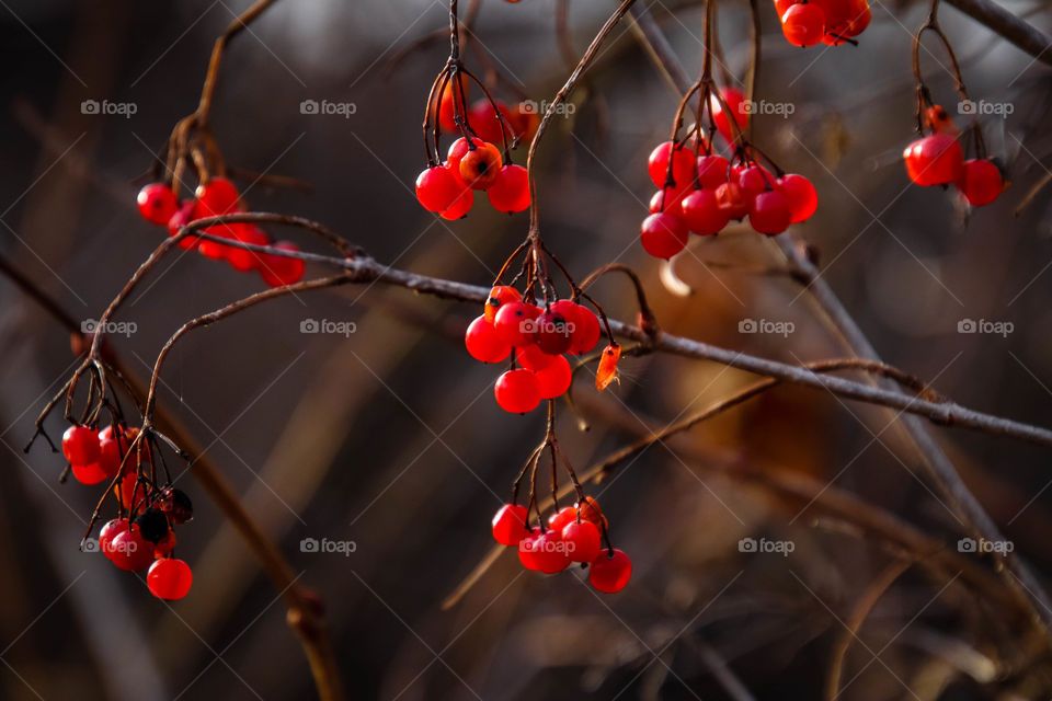 Bright red berries in winter